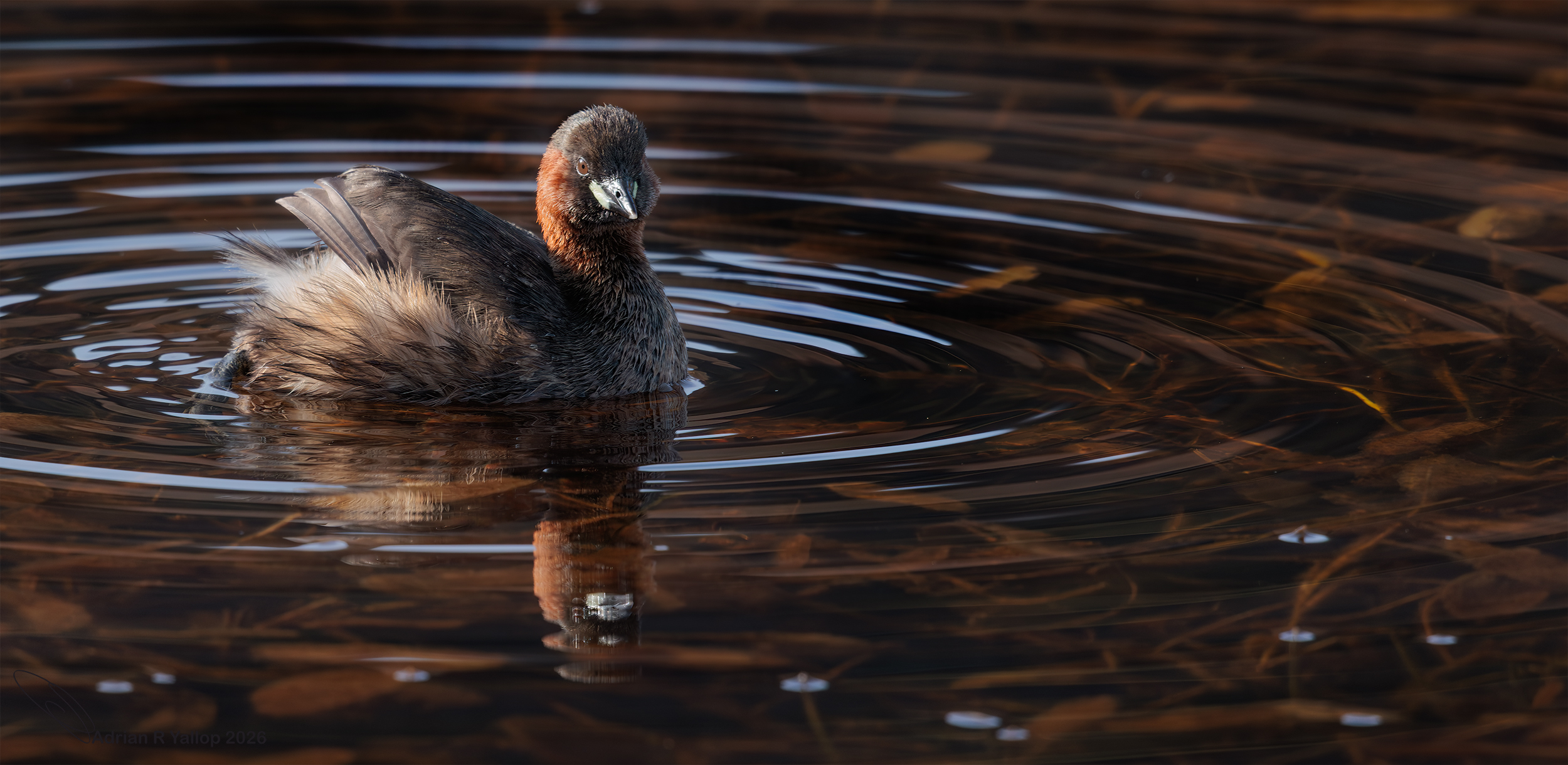 Tachybaptus ruficollis